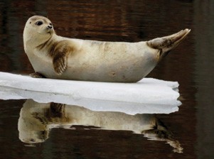 Connecticut River Winter Wildlife Eagle Cruises