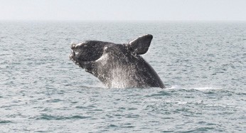 The Right Whale to Save