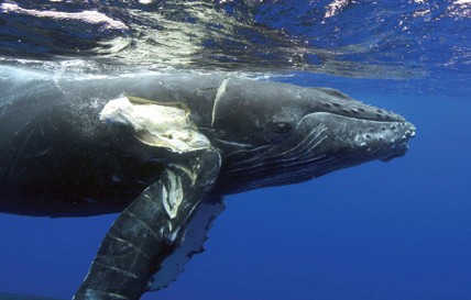 When Whales Meet Sails: How the sailing community can help stop collisions with whales