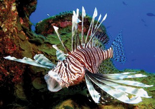 Targeting Invasive Lionfish