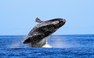 Whales, porpoise, and dolphins are venturing into Long Island Sound