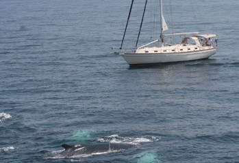 Sharing the Seas: Safe Boating for Sailors and Whales