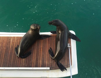 From the Log of Persevere: The Lost Land of Galapagos