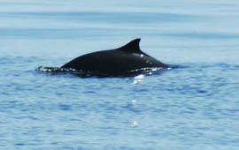 NOAA’s New Northeast Chief’s first official act – Undermining the Marine Mammal Protection Act?