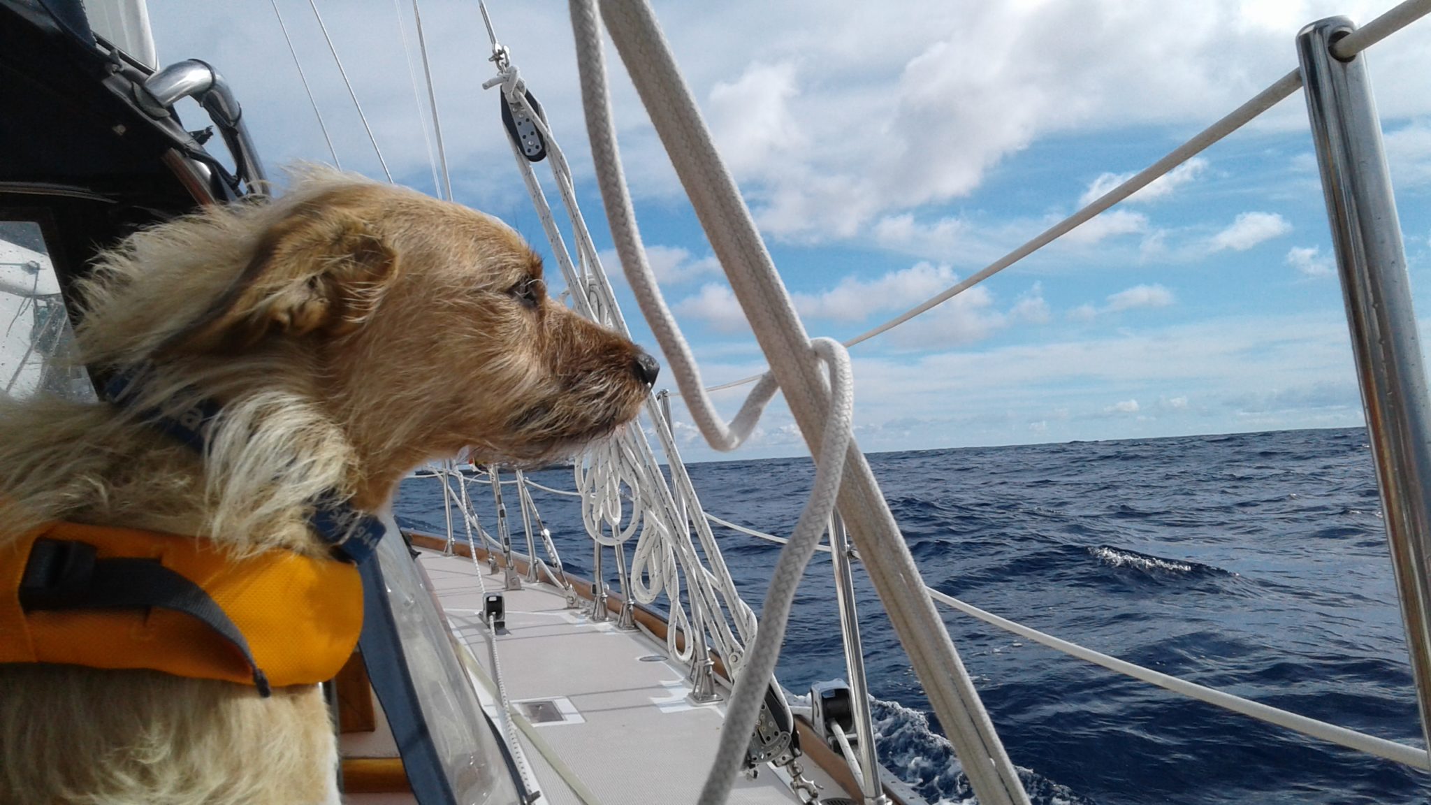 Salty Dawg Sailing Association™ Announces Summer Rallies to Maine and Nova Scotia