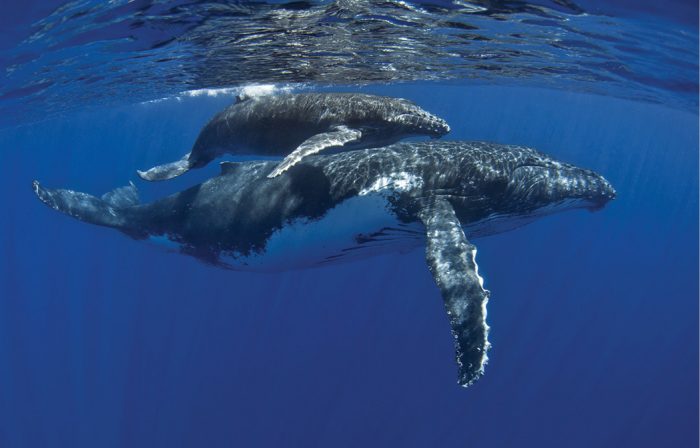 The Winding Way of Whales & Wind Farms