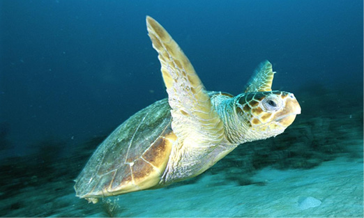 Saving Sea Turtles: Tactics from an Aquatic Vet