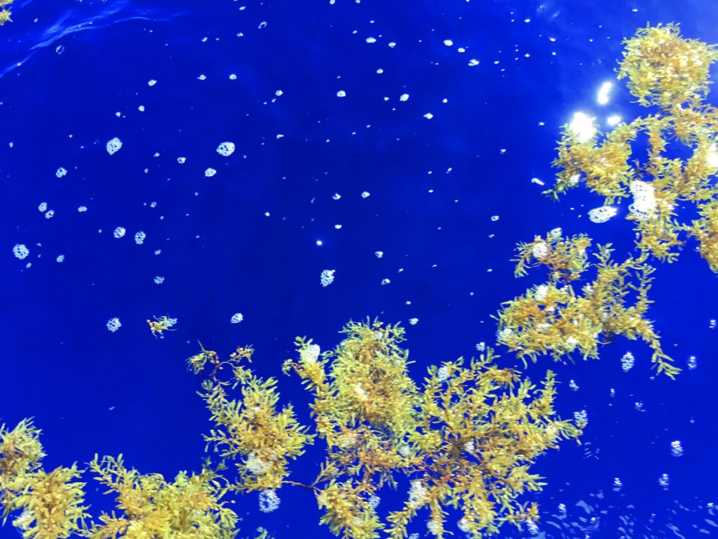 Sargassum, looking beautiful and harmless