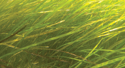 The Fishers Island Seagrass Management Coalition