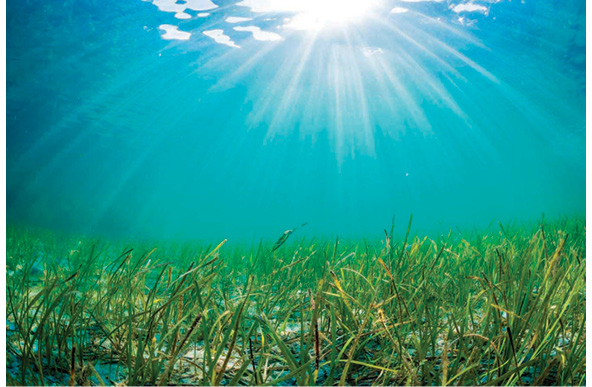 Prop Scarring: Don’t Leave Your Mark in the Seagrass 