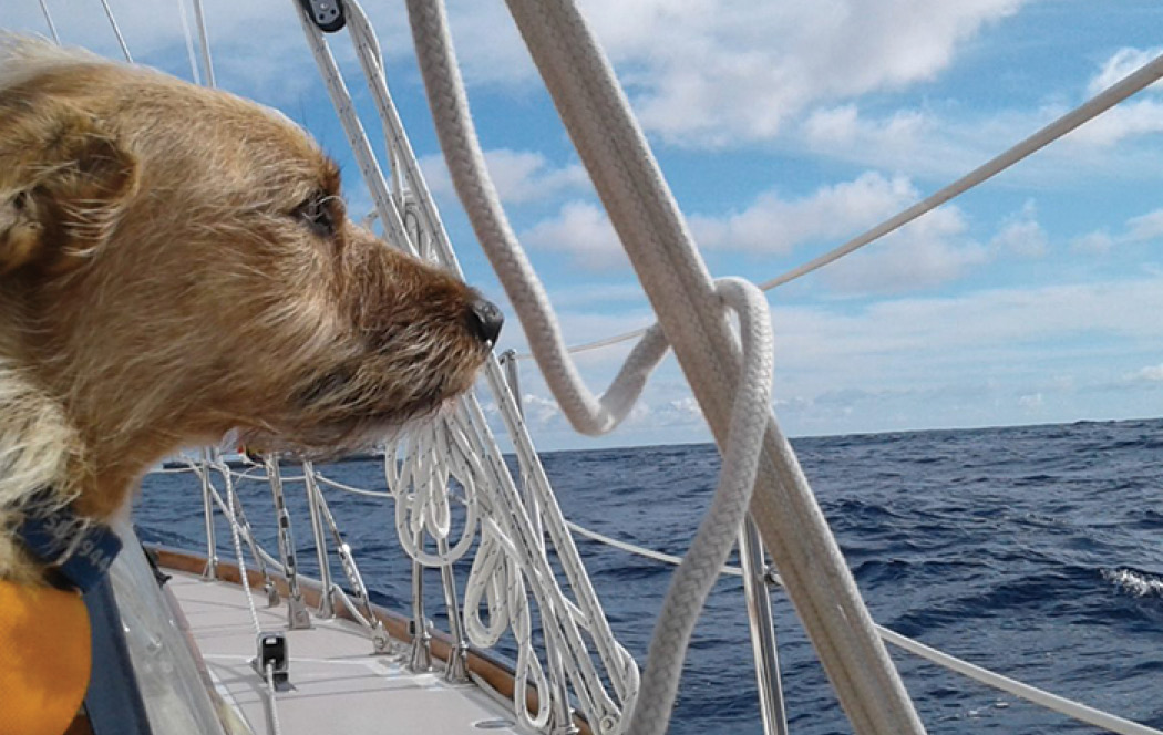 WindCheck Magazine Salty Dawg Sailing Association Announces 2021