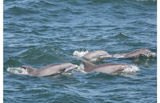 Dolphin Encounters From a Safe Distance