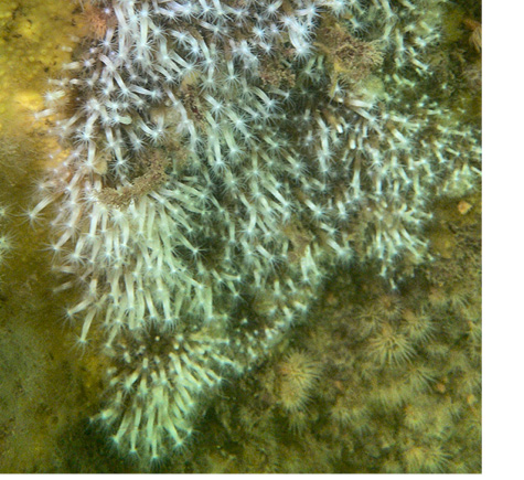 Plum Island scientific dive report catalogs “a surprising diversity of life”