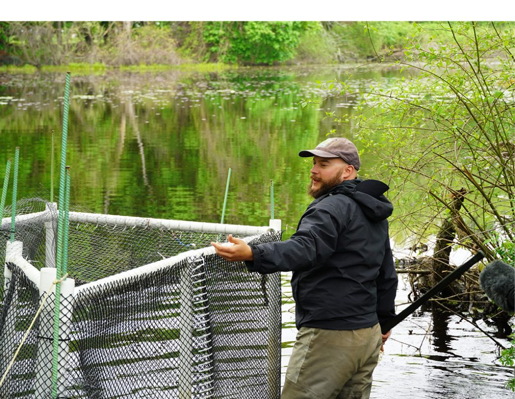 John Vander Werff, Save the Sound’s fish biologist, checks an alewife trap at Konold’s Pond on the West River.