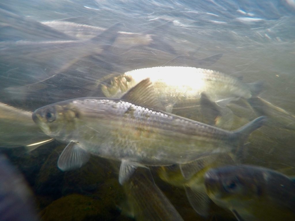 Save the Sound Commends NEFMC for Adding River Herring Issue to Priorities for 2023