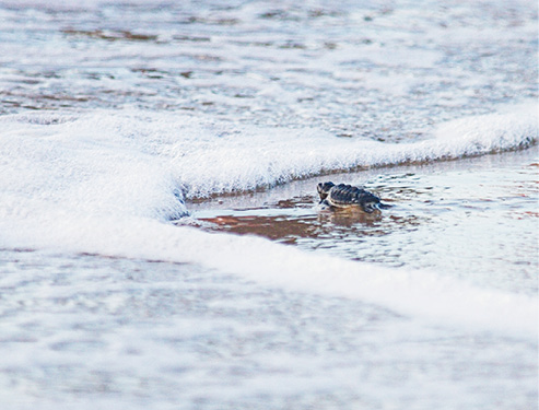 Keeping Long Island Sound a Habitat Haven for Endangered Wildlife