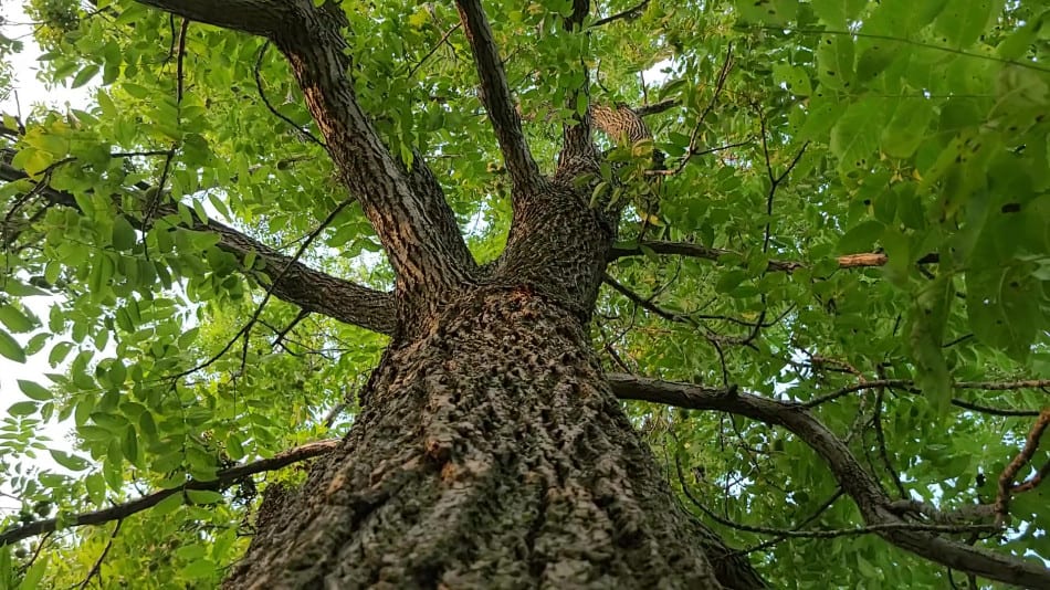 Super-natural
